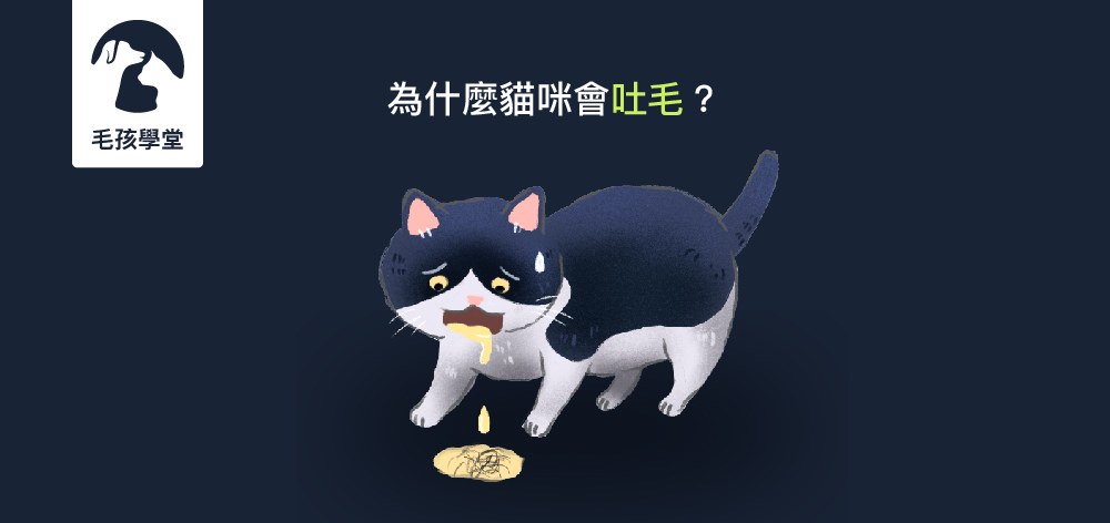 新手貓奴照過來！為什麼貓咪會吐毛？寵物訓練師告訴你那些關於貓咪吐毛的事